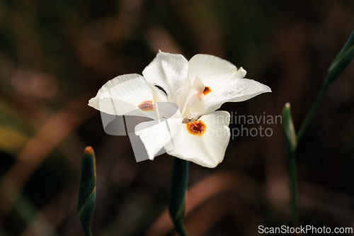 Image of Dietes bicolor, the African iris, fortnight lily or yellow wild iris flower. Guasca, Cundinamarca Department, Colombia