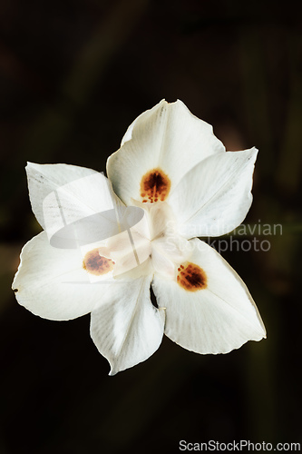 Image of Dietes bicolor, the African iris, fortnight lily or yellow wild iris flower. Guasca, Cundinamarca Department, Colombia