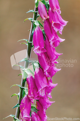 Image of Digitalis thapsi flower, called mullein foxglove. Flowering plant in the genus Digitalis. Cundinamarca Department, Colombia