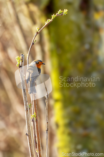 Image of Small bird European Robin Red Breast.