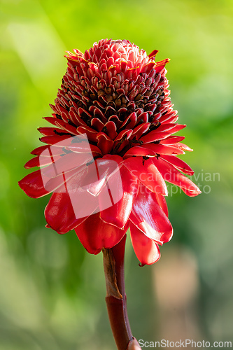 Image of Etlingera elatior, flower known as torch ginger, torchflower, or wild ginger. Santander department, Colombia