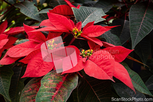 Image of Flower Poinsettia (Euphorbia pulcherrima), Flower species of spurge family Euphorbiaceae. Magdalena department, Colombia