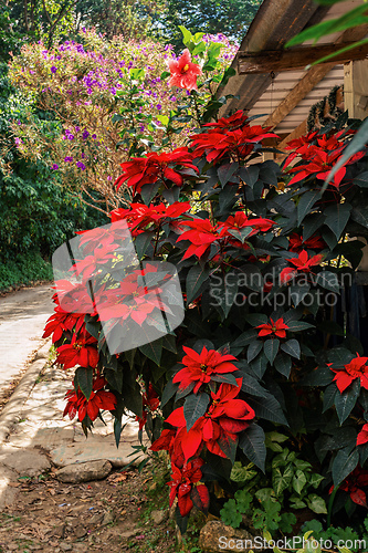 Image of Flower Poinsettia (Euphorbia pulcherrima), Flower species of spurge family Euphorbiaceae. Magdalena department, Colombia