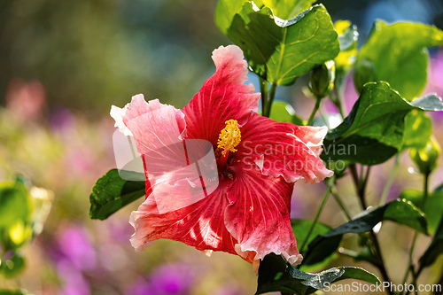 Image of Hibiscus rosa-sinensis, Flower species of tropical hibiscus, a flowering plant, Magdalena department, Colombia