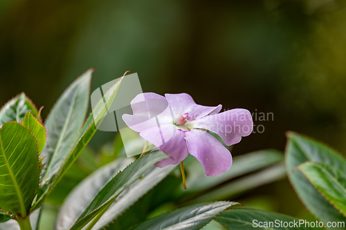 Image of Impatiens sodenii, species of flowering plant in the family Balsaminaceae. Cundinamarca Department, Colombia
