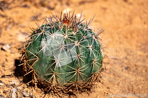 Image of Melocactus curvispinus known as the Turks cap cactus, or Popes head cactus. La Guajira department, Colombia