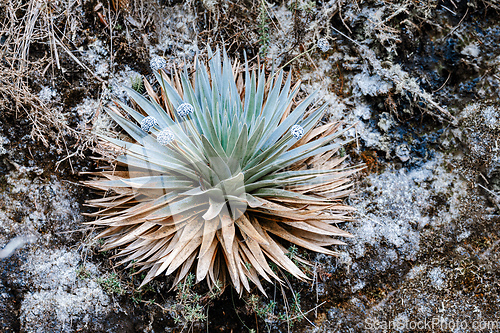 Image of Paepalanthus alpinus. Native plant species is Colombia. Cundinamarca Department, Colombia