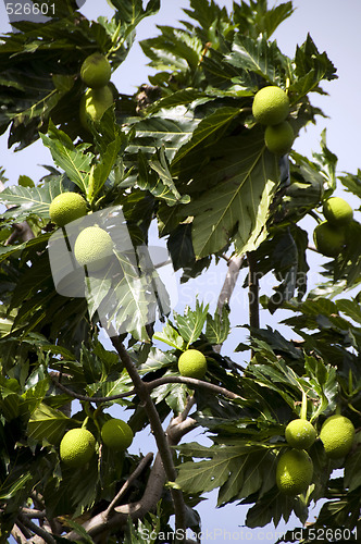 Image of breadfruit tree