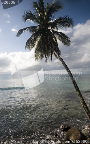 Image of coconut tree over caribbean sea