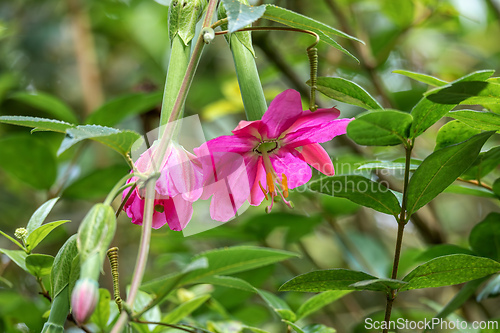 Image of Passiflora tripartita, flower species of Passiflora. Cundinamarca Department, Colombia