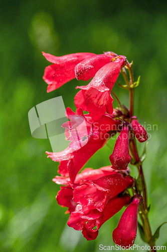 Image of Penstemon hartwegii, common name Hartwegs beardtongue, Guasca, Cundinamarca Department, Colombia