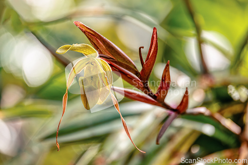 Image of Phragmipedium longifolium, flower species of orchid. Magdalena department, Colombia