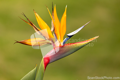 Image of Strelitzia reginae, commonly known as the crane flower. Quindio department, Colombia