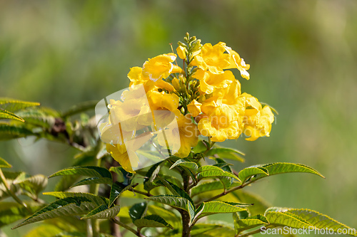 Image of Tecoma stans, Tecoma stans, yellow trumpetbush, yellow bells or yellow elder. Tocancipa, Cundinamarca Departement, Colombia