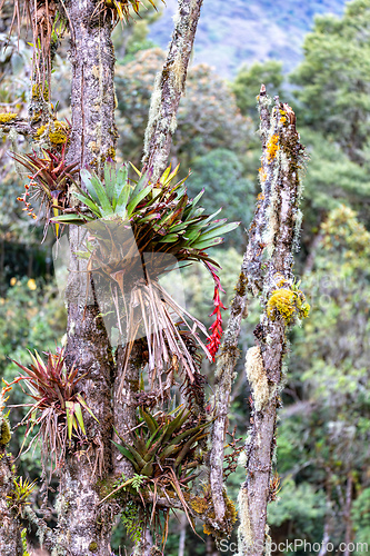 Image of Tillandsia fendleri, species of flowering plant. Cundinamarca Department, Colombia