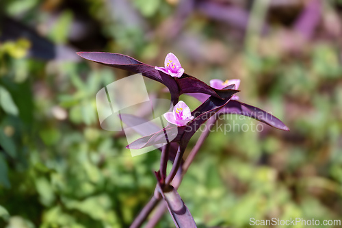 Image of Tradescantia pallida, species of spiderwort flower. Commonly called purple secretia. Santander department, Colombia