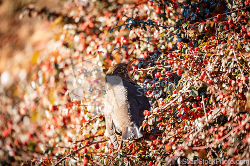 Image of Male of Common blackbird, Wildlife and birdwatching in Czech Republic