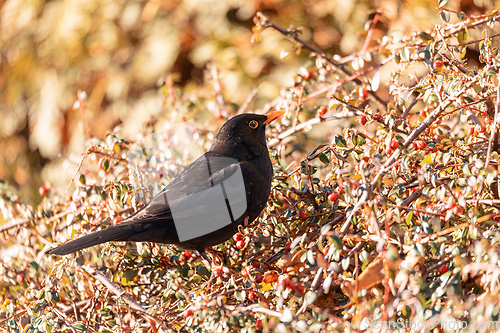 Image of Male of Common blackbird, Wildlife and birdwatching in Czech Republic