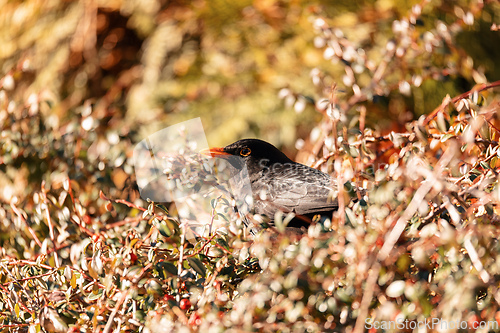 Image of Male of Common blackbird, Wildlife and birdwatching in Czech Republic
