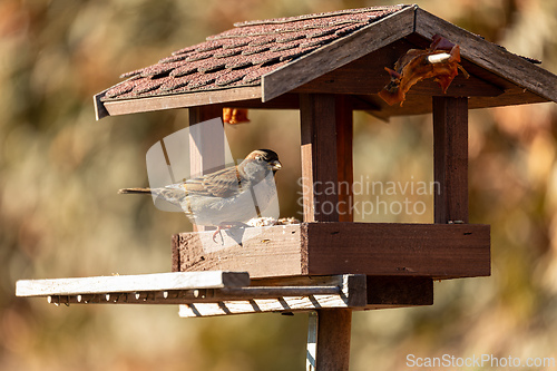 Image of House sparrow (Passer domesticus) in bird feeder in winter garden. European bird wildlife, Czech republic