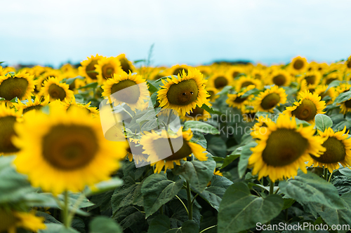 Image of Wonderful panoramic view of field of sunflowers by summertime