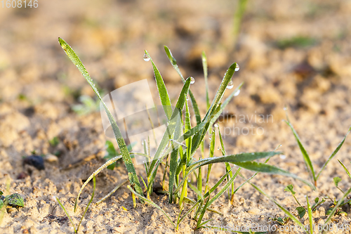 Image of winter wheat covered with ice