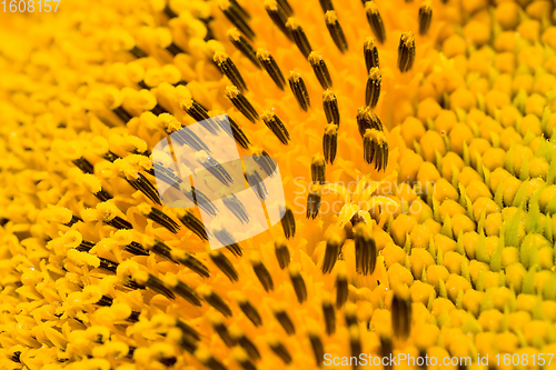 Image of field annual sunflowers