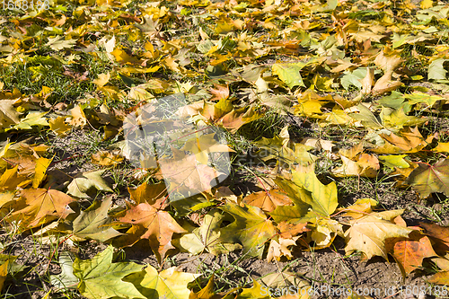 Image of autumn foliage