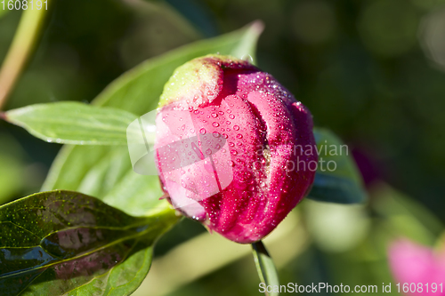 Image of peony is covered with drops