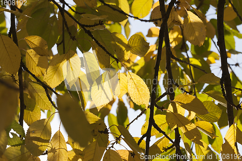 Image of leaves of deciduous trees