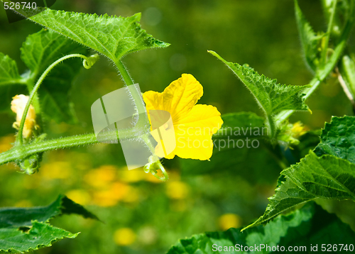 Image of Cucumber flower