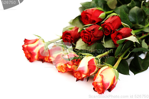 Image of lots of roses