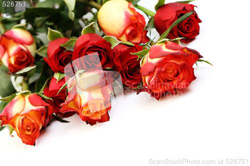 Image of lots of roses