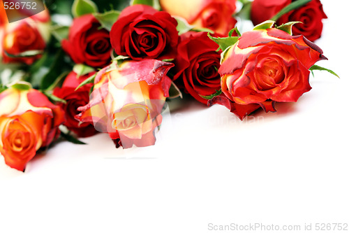 Image of lots of roses