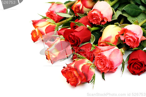 Image of lots of roses