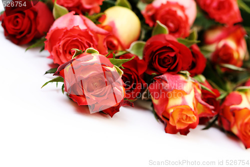 Image of lots of roses