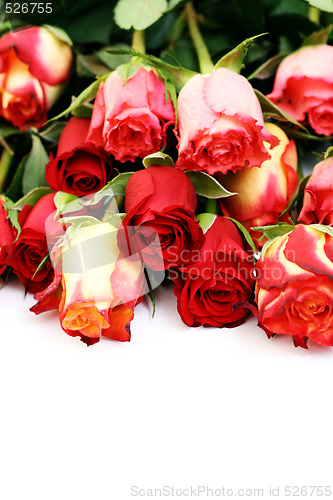 Image of lots of roses