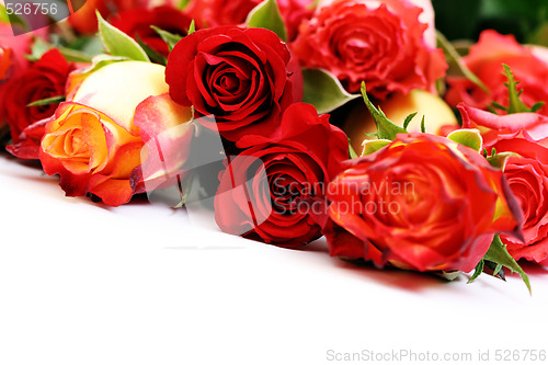 Image of lots of roses