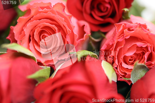 Image of lots of roses