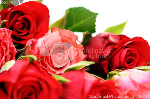 Image of lots of roses