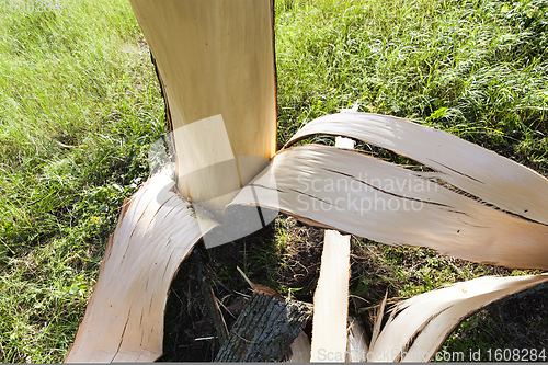 Image of tree broken during a storm