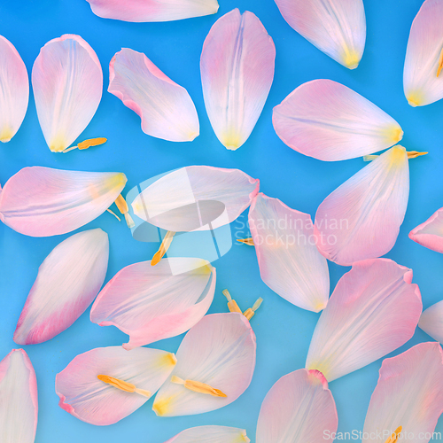 Image of Pink Tulip Flower Petal Abstract Background 