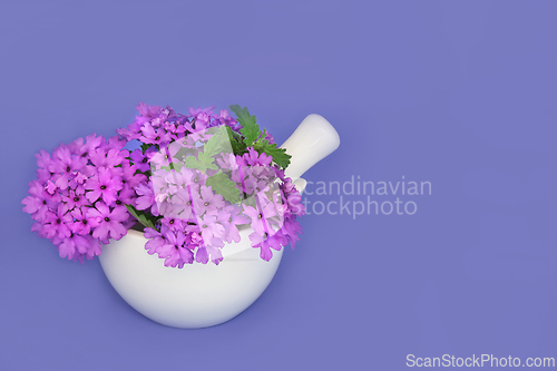 Image of Purple Verbena Flowers for Herbal Medicine 