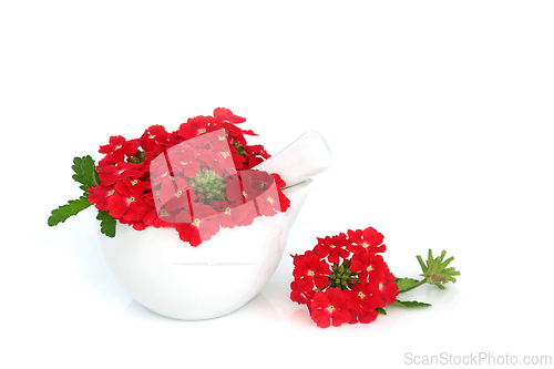 Image of Red Verbena Flowers used in Alternative Herbal Medicine