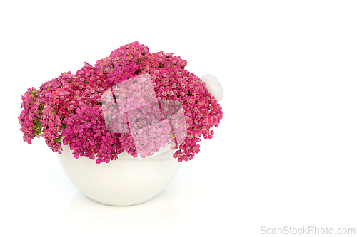 Image of Achillea Yarrow Herb Flower Herbal Medicine