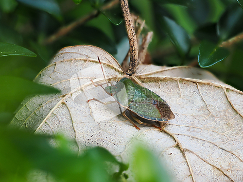 Image of Common Green Shieldbug on Leaf