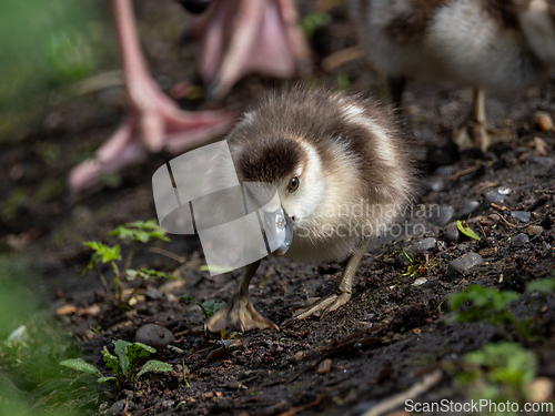 Image of Egyptian Goose Gosling Foraging with Parent Bird Feet in Backgro