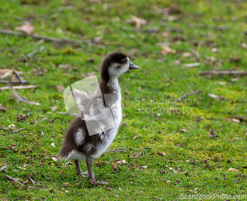 Image of Egyptian Goose Gosling Standing Tall and Flapping Wings
