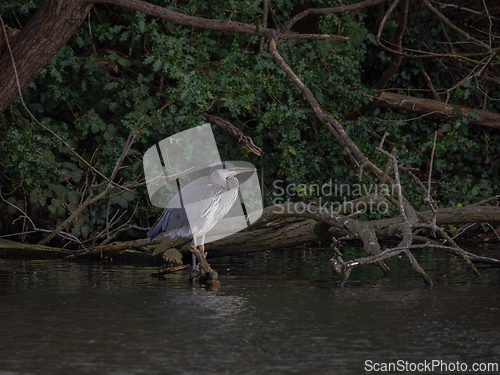 Image of Grey Heron on Branch in Lake