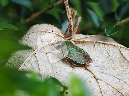 Image of Common Green Shieldbug on Leaf